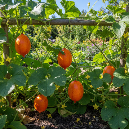 Orange Kiwano Seeds for Planting