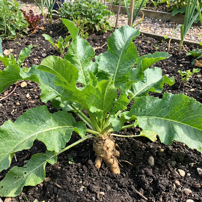 Green Horseradish Vegetable Seeds for Planting