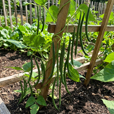 Green Asparagus Bean Seeds for Planting