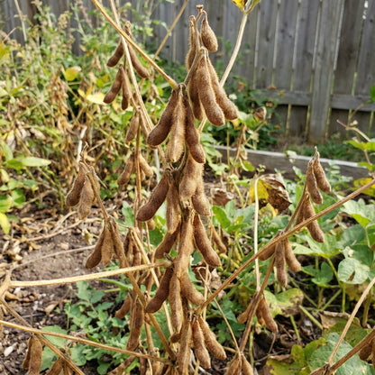 Brown Soybean Planting Seeds for Vegetable Gardening