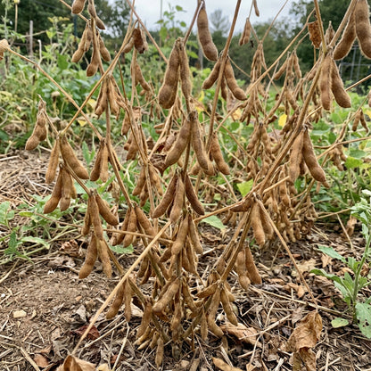 Brown Soybean Planting Seeds for Vegetable Gardening