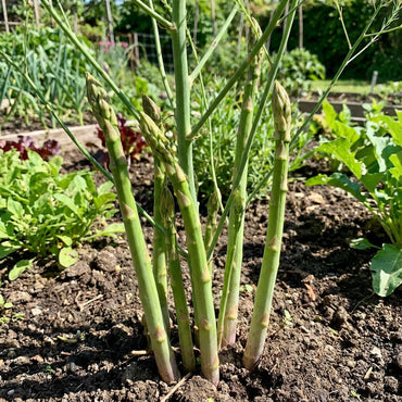 Green Asparagus Vegetable Seeds for Home Planting