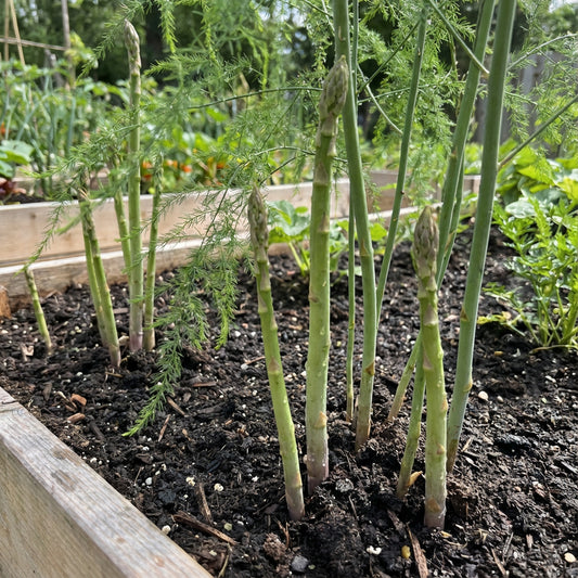 Green Asparagus Vegetable Seeds for Home Planting
