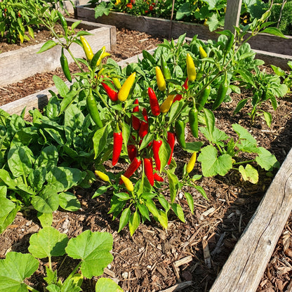 Mixed Hilli Vegetable Planting Seeds for Your Garden