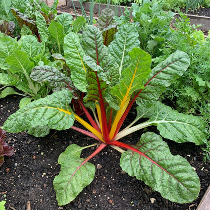Mixed Swiss Chard Planting Seeds for Your Garden