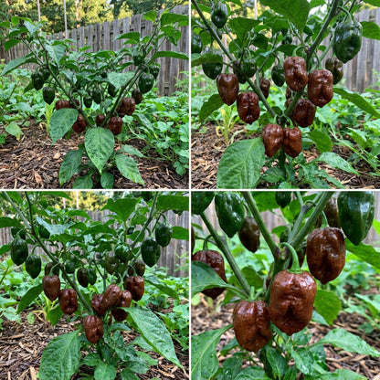 Chocolate Habanero Pepper Seeds for Home Gardening