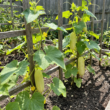 Crisp Salad Blonde Cucumber Seeds for Easy Planting