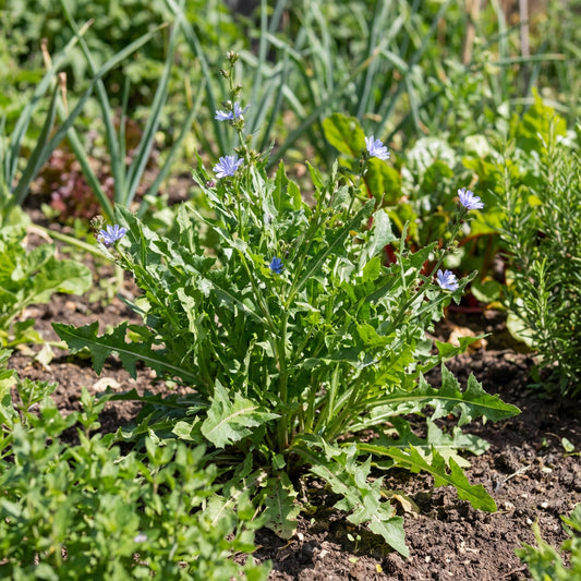 Green Intybus Seeds for Your Vegetable Garden