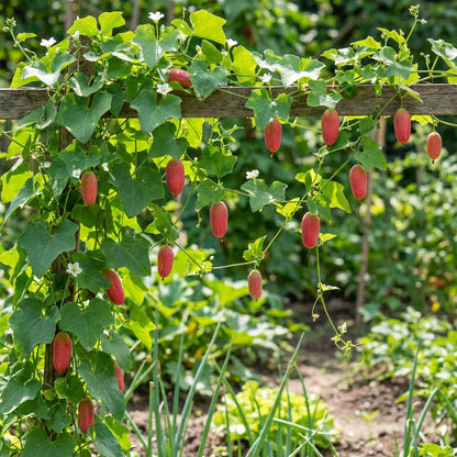Pink Ivy Gourd Vegetable Seeds for Easy Planting