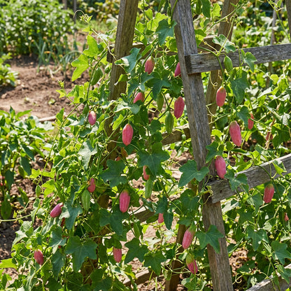 Pink Ivy Gourd Vegetable Seeds for Easy Planting