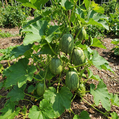 Green Cucurbita Pepo Ficifolia Seeds for Easy Planting