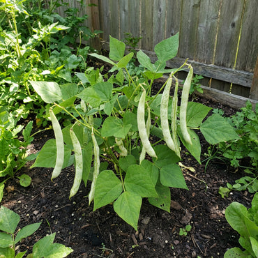 White Marrow Bean Seeds for Planting - High-Quality Vegetable Seeds