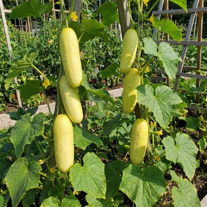 Crisp Salad Blonde Cucumber Seeds for Easy Planting