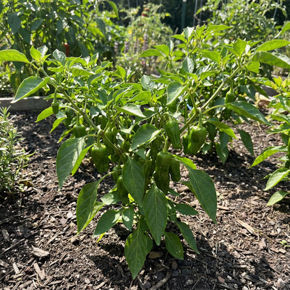 Green Padron Vegetable Seeds for Planting
