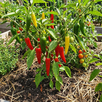 Mixed Chili Vegetable Planting Seeds