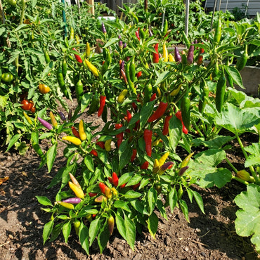 Mixed Chili Vegetable Planting Seeds