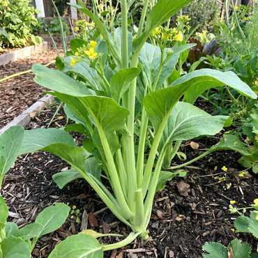 Green Choy Sum Vegetable Seeds for Easy Planting