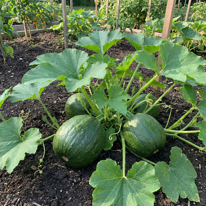 Green Saint Victor Vegetable Seeds for Planting