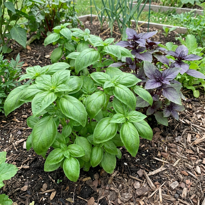 Basil Planting Vegetable Seeds for Aromatic Herbs