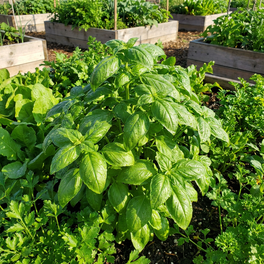 Basil Planting Vegetable Seeds for Aromatic Herbs