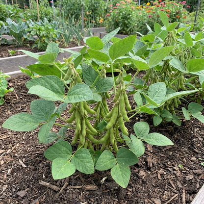 Protein-Rich Soybean Seeds for Planting