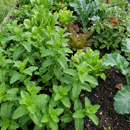 Spearmint Vegetable Seeds for Planting - Fresh Herb Seed for Gardens and Pots