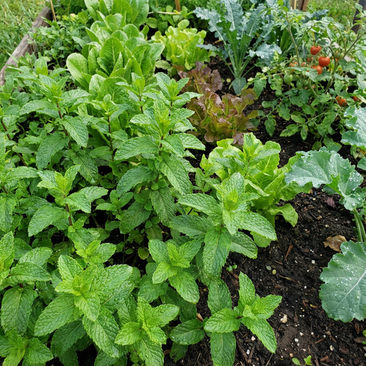 Spearmint Vegetable Seeds for Planting - Fresh Herb Seed for Gardens and Pots