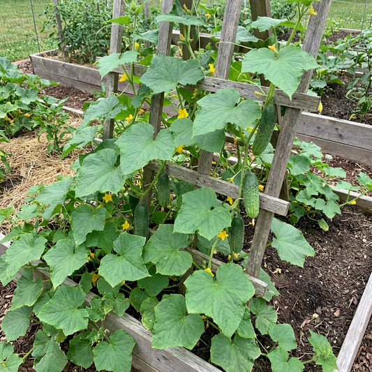 Fresh Cucumber Vegetable Seeds for Planting