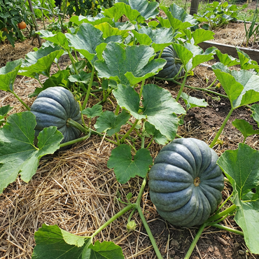 Jarrahdale Pumpkin Seeds for Easy Planting