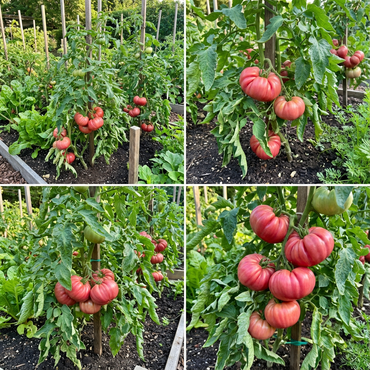 Zapotec Tomato Vegetable Seeds Planting Pack