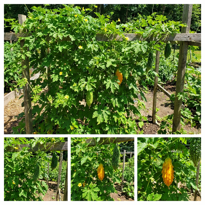 Bitter Melon Seeds for Healthy Vegetable Planting