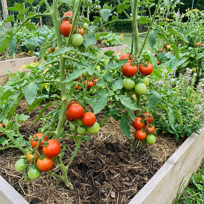 Flavorful Atkinson Tomato Planting Seeds - Vegetable Gardening