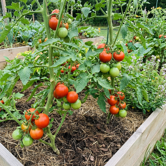 Flavorful Atkinson Tomato Planting Seeds - Vegetable Gardening