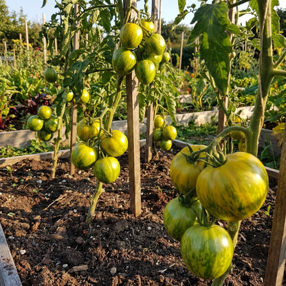 Striped Tomato Planting Vegetable Seeds