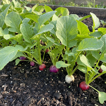 Easter Egg Radish Seeds - Colorful Planting for Vibrant Harvests