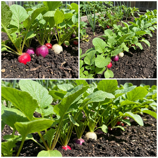 Easter Egg Radish Seeds - Colorful Planting for Vibrant Harvests