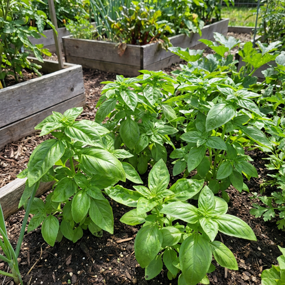 Basil Vegetable Seeds for Planting