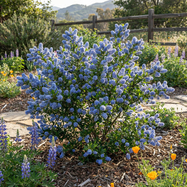 Blue Deerbrush Ceanothus Seeds for Planting | Tree Plant Seeds