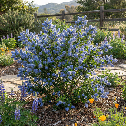 Blue Deerbrush Ceanothus Seeds for Planting | Tree Plant Seeds