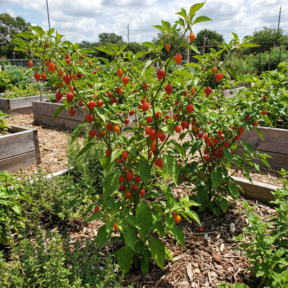 Chupetinha Pepper Planting Vegetable Seeds for Tiny Heat