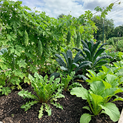 Unique Flavor Bitter Vegetable Seeds for Planting