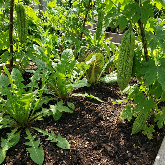 Unique Flavor Bitter Vegetable Seeds for Planting