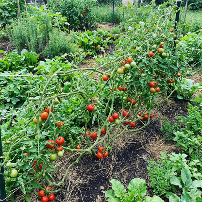 Unique Tomato Tree Seeds for Planting and Growth