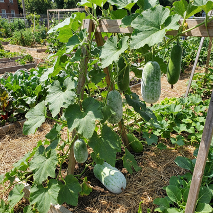 Winter Melon Wax Gourd Vegetable Seeds for Sweet Harvests - Seed for Thriving Growth and Delicious Produce in Your Garden