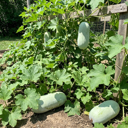 Winter Melon Wax Gourd Vegetable Seeds for Sweet Harvests - Seed for Thriving Growth and Delicious Produce in Your Garden