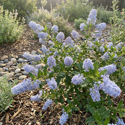 Blue Deerbrush Ceanothus Seeds for Planting | Tree Plant Seeds