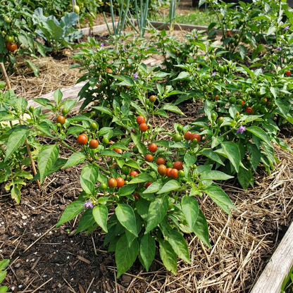 Ulupica Hot Pepper Planting Seeds - Premium Quality Vegetable Seeds for Spicy Culinary Delights