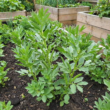 Vicia Faba Seeds for Planting: Green Leaf Variety for Abundant Harvests