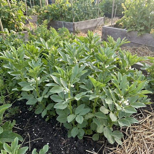 Vicia Faba Seeds for Planting: Green Leaf Variety for Abundant Harvests