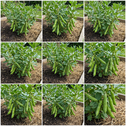 Nutritious Pod Broad Bean Seeds for Planting